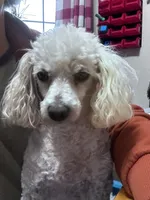 Indy, a male Poodle - Miniature  for sale in Chickamauga, GA – 3 of 3