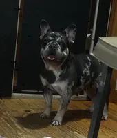 This pretty girl is Marvel, a female French Bulldog for sale in Chickamauga, GA – 7 of 9