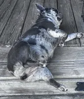 I would like you to meet Piper, a female French Bulldog for sale in Chickamauga, GA – 6 of 6