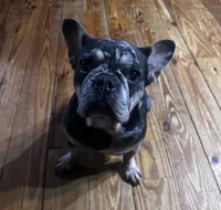This pretty girl is Marvel, a female French Bulldog for sale in Chickamauga, GA – 4 of 9