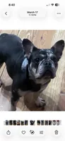 This pretty girl is Marvel, a female French Bulldog for sale in Chickamauga, GA – 8 of 9