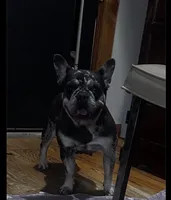 Marvel, a female French Bulldog for sale in Chickamauga, GA – Photo 6 of 10