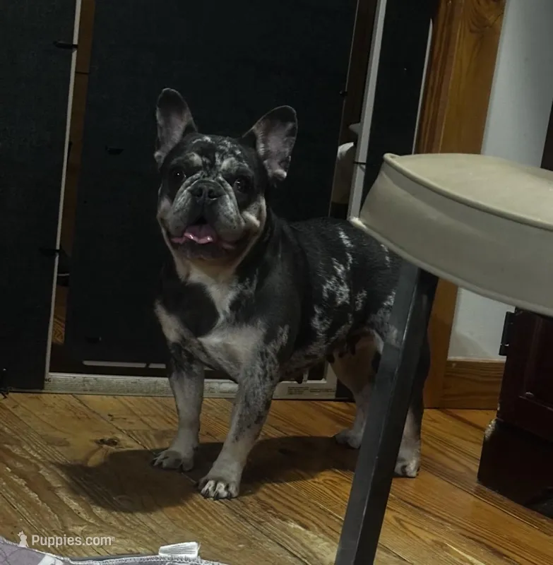 Marvel-Reduced – French Bulldog puppy for sale in Chickamauga, GA
