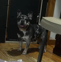 Marvel, a female French Bulldog for sale in Chickamauga, GA – Photo 7 of 10