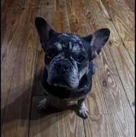 Marvel, a female French Bulldog for sale in Chickamauga, GA – Photo 4 of 10