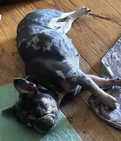 Marvel, a female French Bulldog for sale in Chickamauga, GA – Photo 10 of 10