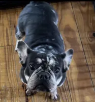 Marvel, a female French Bulldog for sale in Chickamauga, GA – Photo 2 of 10