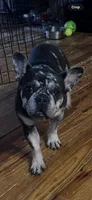 Marvel, a female French Bulldog for sale in Chickamauga, GA – Photo 9 of 10