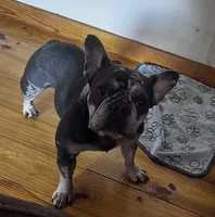 Marvel, a female French Bulldog for sale in Chickamauga, GA – Photo 5 of 10