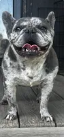 I would like you to meet Piper, a female French Bulldog for sale in Chickamauga, GA – 3 of 6