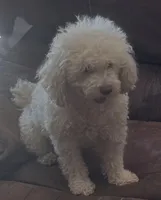 Indy, a male Poodle - Toy  for sale in Chickamauga, GA – Photo 5 of 10