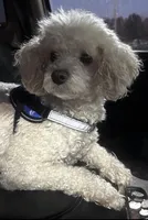 Indy, a male Poodle - Toy  for sale in Chickamauga, GA – Photo 10 of 10