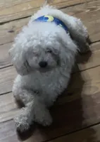 Indy, a male Poodle - Toy  for sale in Chickamauga, GA – Photo 3 of 10