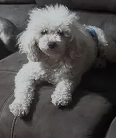 Indy, a male Poodle - Toy  for sale in Chickamauga, GA – Photo 2 of 10