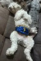 Indy, a male Poodle - Toy  for sale in Chickamauga, GA – Photo 9 of 10