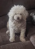 Indy, a male Poodle - Toy  for sale in Chickamauga, GA – Photo 1 of 10