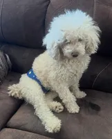 Indy, a male Poodle - Toy  for sale in Chickamauga, GA – Photo 8 of 10