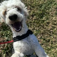 Teddy, a male Poodle - Miniature  for sale in Chickamauga, GA – Photo 2 of 4