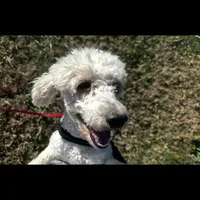 Teddy, a male Poodle - Miniature  for sale in Chickamauga, GA – Photo 4 of 4