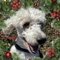 Teddy, a male Poodle - Miniature  for sale in Chickamauga, GA – Photo 3 of 4