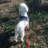 Teddy, a male Poodle - Miniature  for sale in Chickamauga, GA – Photo 1 of 4