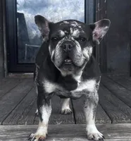 This pretty girl is Marvel, a female French Bulldog for sale in Chickamauga, GA – 3 of 9