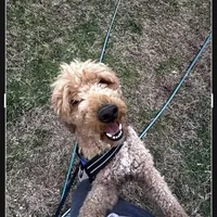 Lucas, a male Poodle - Miniature  for sale in Chickamauga, GA – Photo 6 of 6