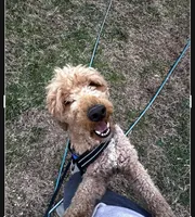 Lucas, a male Poodle - Miniature  for sale in Chickamauga, GA – Photo 6 of 6