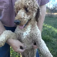 Lucas, a male Poodle - Miniature  for sale in Chickamauga, GA – Photo 1 of 6