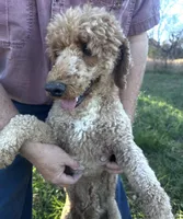 Lucas, a male Poodle - Miniature  for sale in Chickamauga, GA – Photo 1 of 6