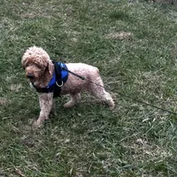 Lucas, a male Poodle - Miniature  for sale in Chickamauga, GA – Photo 5 of 6