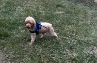 Lucas, a male Poodle - Miniature  for sale in Chickamauga, GA – Photo 5 of 6