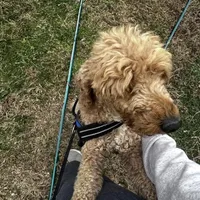 Lucas, a male Poodle - Miniature  for sale in Chickamauga, GA – Photo 3 of 6