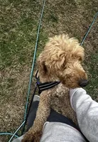 Lucas, a male Poodle - Miniature  for sale in Chickamauga, GA – Photo 3 of 6