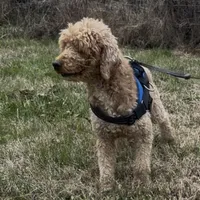 Lucas, a male Poodle - Miniature  for sale in Chickamauga, GA – Photo 2 of 6