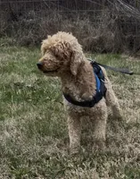 Lucas, a male Poodle - Miniature  for sale in Chickamauga, GA – Photo 2 of 6