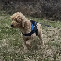 Lucas, a male Poodle - Miniature  for sale in Chickamauga, GA – Photo 4 of 6