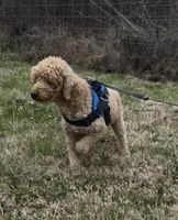 Lucas, a male Poodle - Miniature  for sale in Chickamauga, GA – Photo 4 of 6