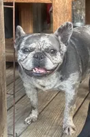 I would like you to meet Piper, a female French Bulldog for sale in Chickamauga, GA – 4 of 6