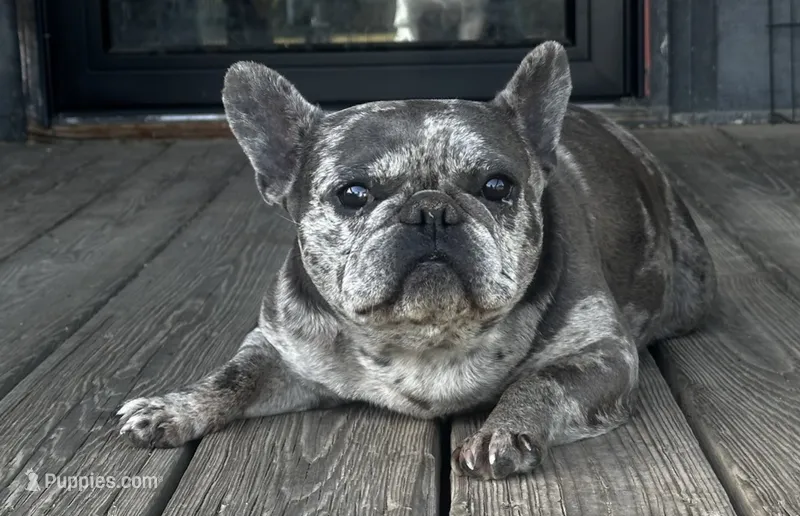 I would like you to meet Piper – French Bulldog puppy for sale in Chickamauga, GA