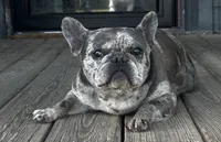 I would like you to meet Piper, a female French Bulldog for sale in Chickamauga, GA – 1 of 6
