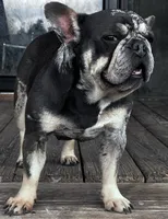 This pretty girl is Marvel, a female French Bulldog for sale in Chickamauga, GA – 6 of 9