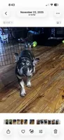 This pretty girl is Marvel, a female French Bulldog for sale in Chickamauga, GA – 9 of 9