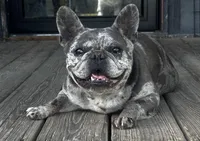 Piper, a female French Bulldog for sale in Chickamauga, GA – Photo 4 of 6