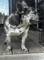 Piper, a female French Bulldog for sale in Chickamauga, GA – Photo 2 of 6