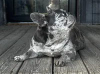 Piper, a female French Bulldog for sale in Chickamauga, GA – Photo 5 of 6