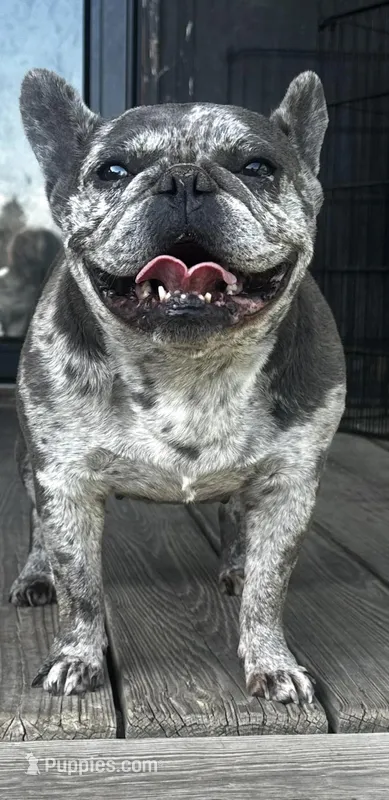 Piper, a female French Bulldog for sale in Chickamauga, GA – Photo 1 of 6