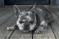 Piper, a female French Bulldog for sale in Chickamauga, GA – Photo 6 of 6