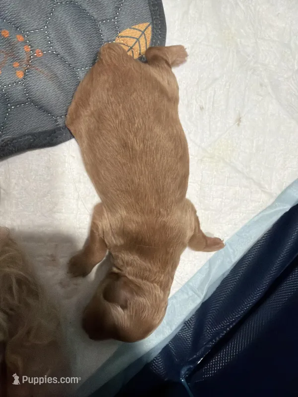 Rocket  – Miniature Goldendoodle puppy for sale in Tampa, FL