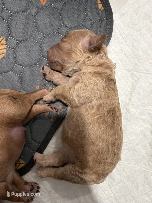 Chummy  – Miniature Goldendoodle puppy for sale in Tampa, FL